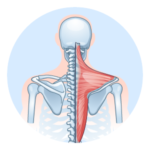 Stretching exercises to strengthen spinal muscles